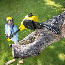 Best Tree Fertilization Services  in USA